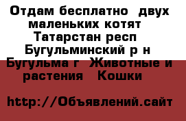 Отдам бесплатно  двух маленьких котят - Татарстан респ., Бугульминский р-н, Бугульма г. Животные и растения » Кошки   